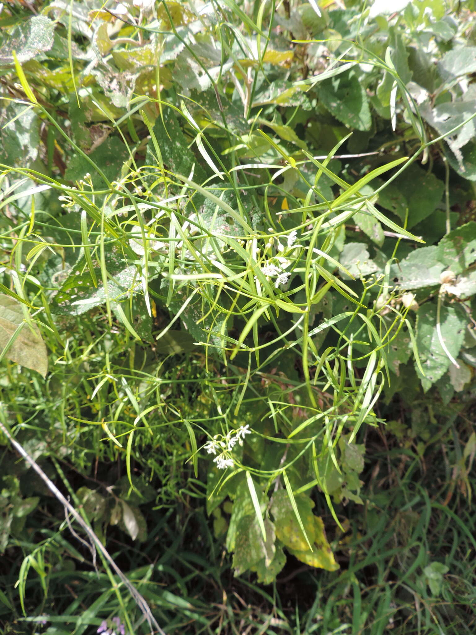 Sivun Periploca linearifolia Dillon & A. Rich. kuva