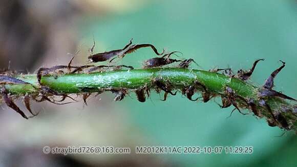 Image of Polystichum craspedosorum (Maxim.) Diels