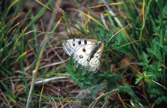 Plancia ëd Parnassius tianschanicus Oberthür 1879