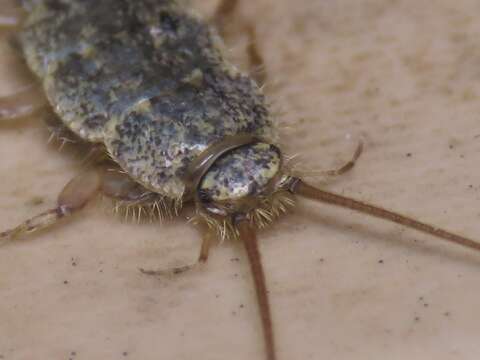 Image of Four-lined Silverfish