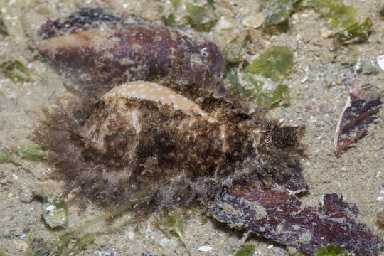 Image of Fuzzy cowrie shell