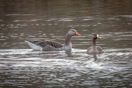 صورة Anser albifrons flavirostris Dalgety, Scott & P 1948