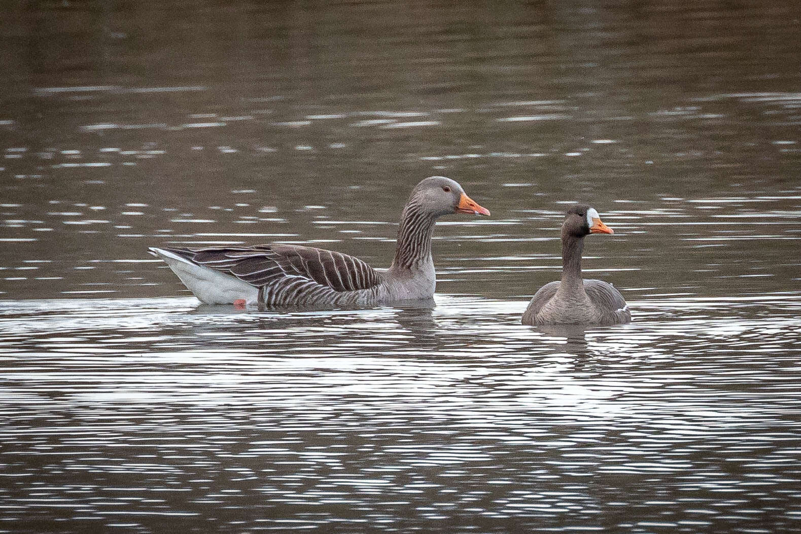 Image of Greenland White-fronted Goose