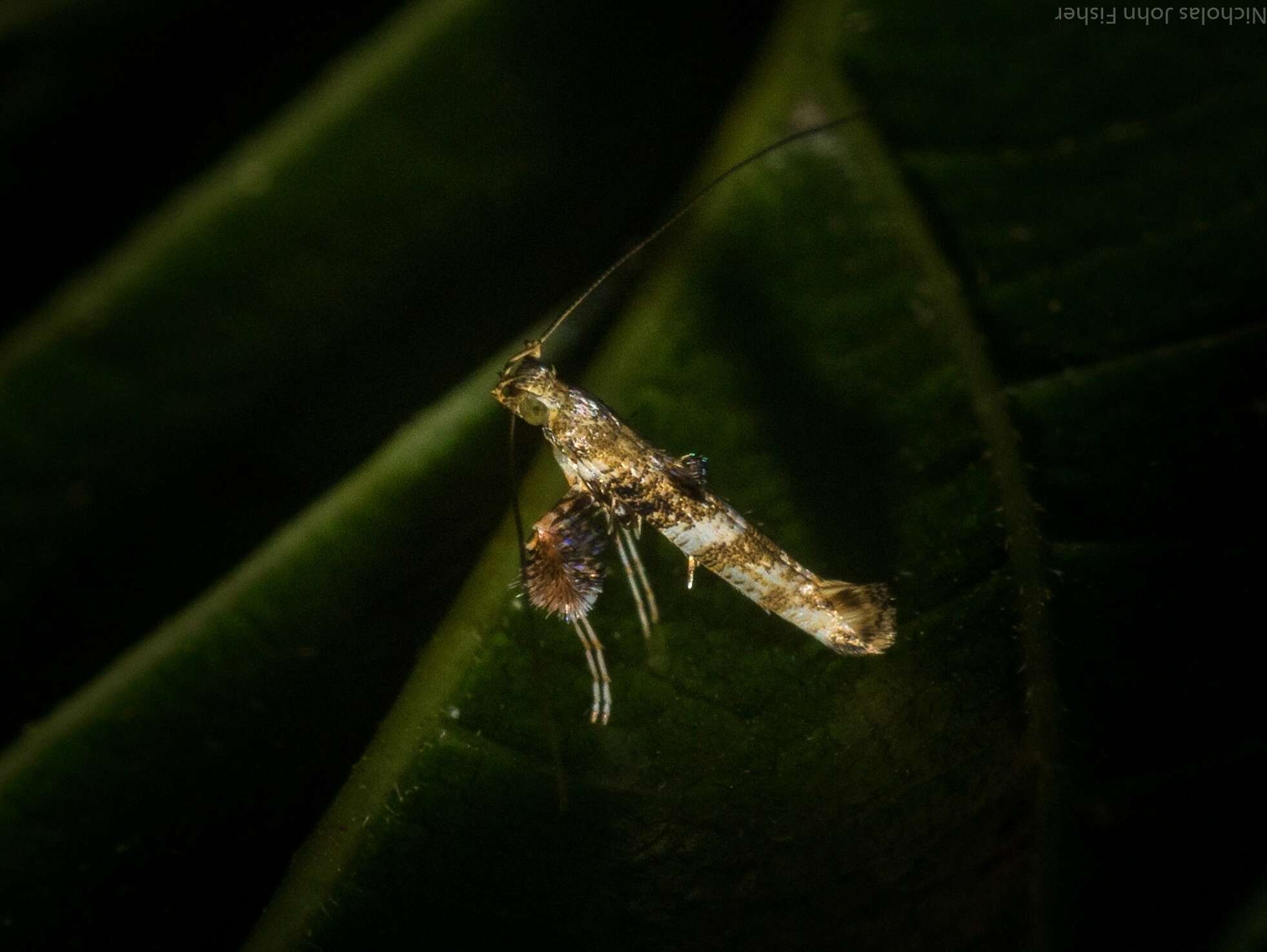 Image of Cyphosticha panconita Turner 1913