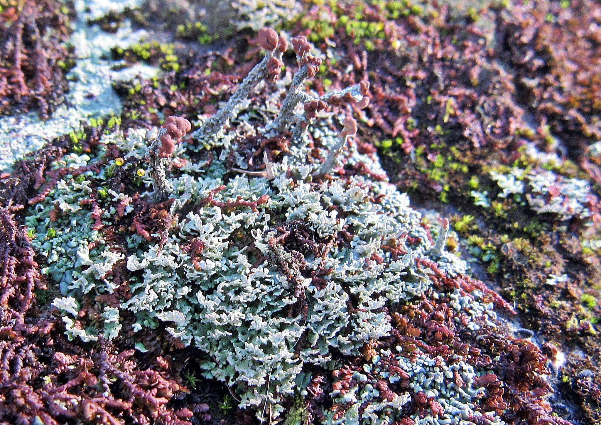 Plancia ëd Cladonia ramulosa (With.) J. R. Laundon