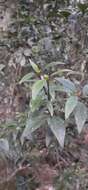 Plancia ëd Psychotria simmondsiana F. M. Bailey
