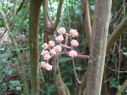 Image de Urera elata (Sw.) Griseb.