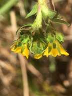 Image of clubmoss mousetail