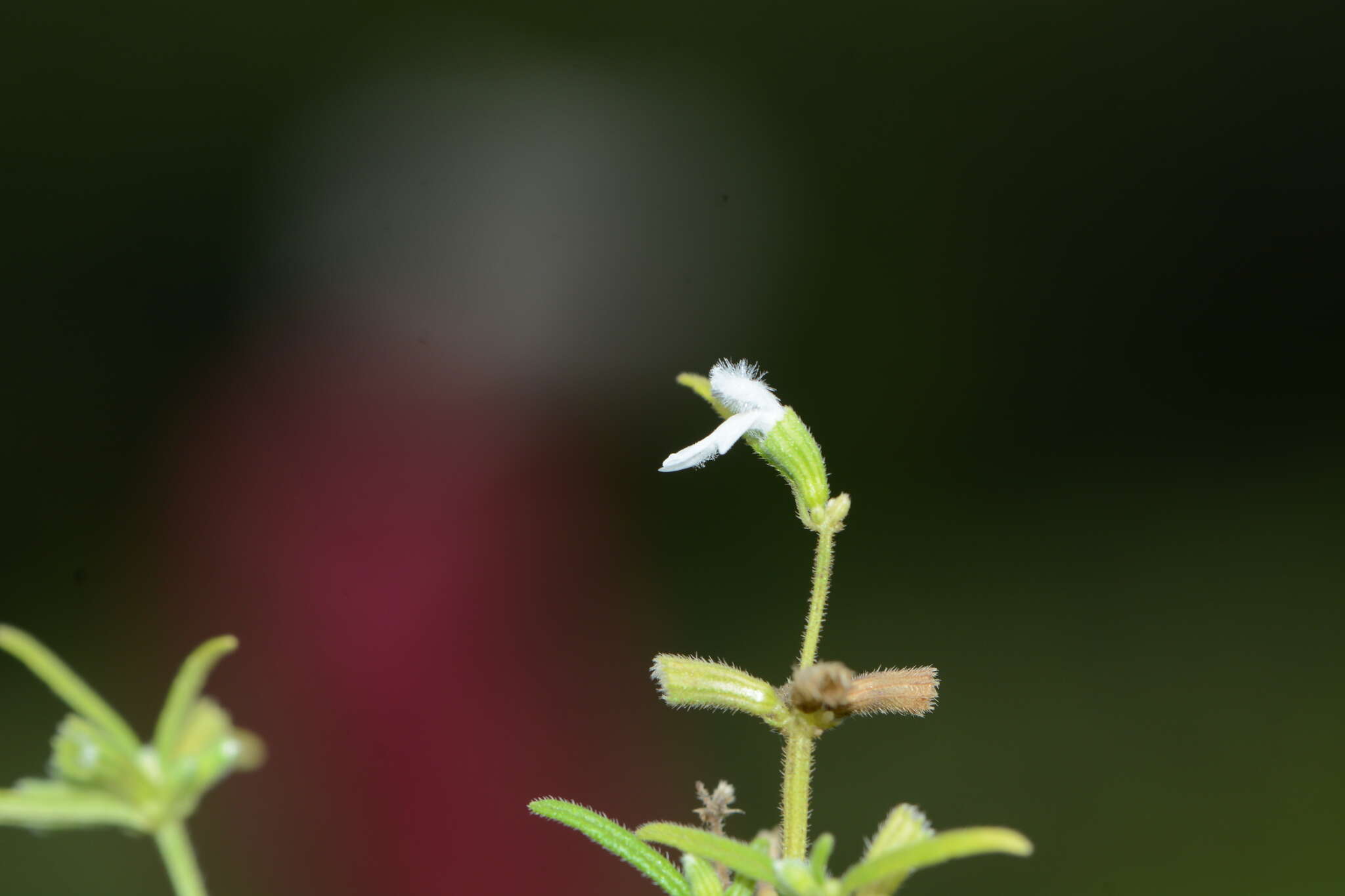 Imagem de Leucas longifolia Benth.