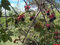 Image of Ochna pulchra Hook.