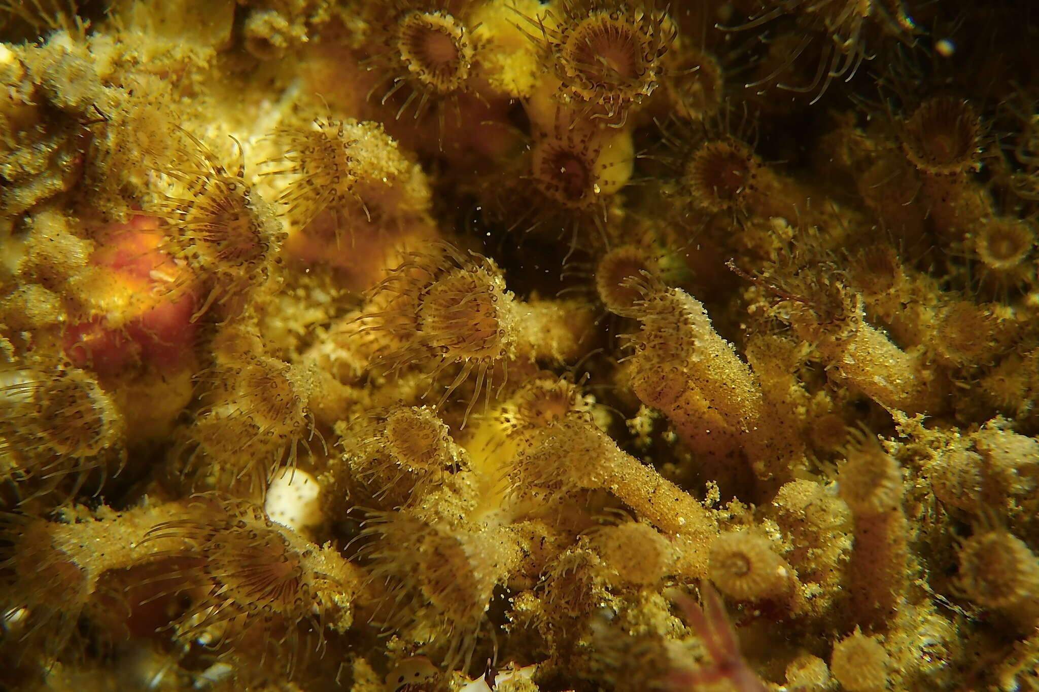 Image of elongate zoanthid