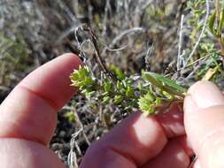 Sivun Lepidium oxycarpum Torr. & A. Gray kuva