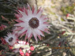 Image of Pink Sewejaartjie