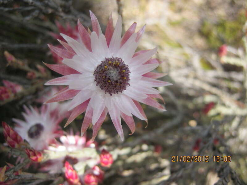 Image of Syncarpha canescens subsp. canescens