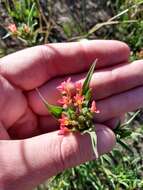 صورة Collomia biflora (Ruiz & Pav.) A. Brand