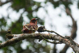 Image of Red Tanager