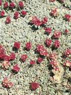 Image of cushion buckwheat