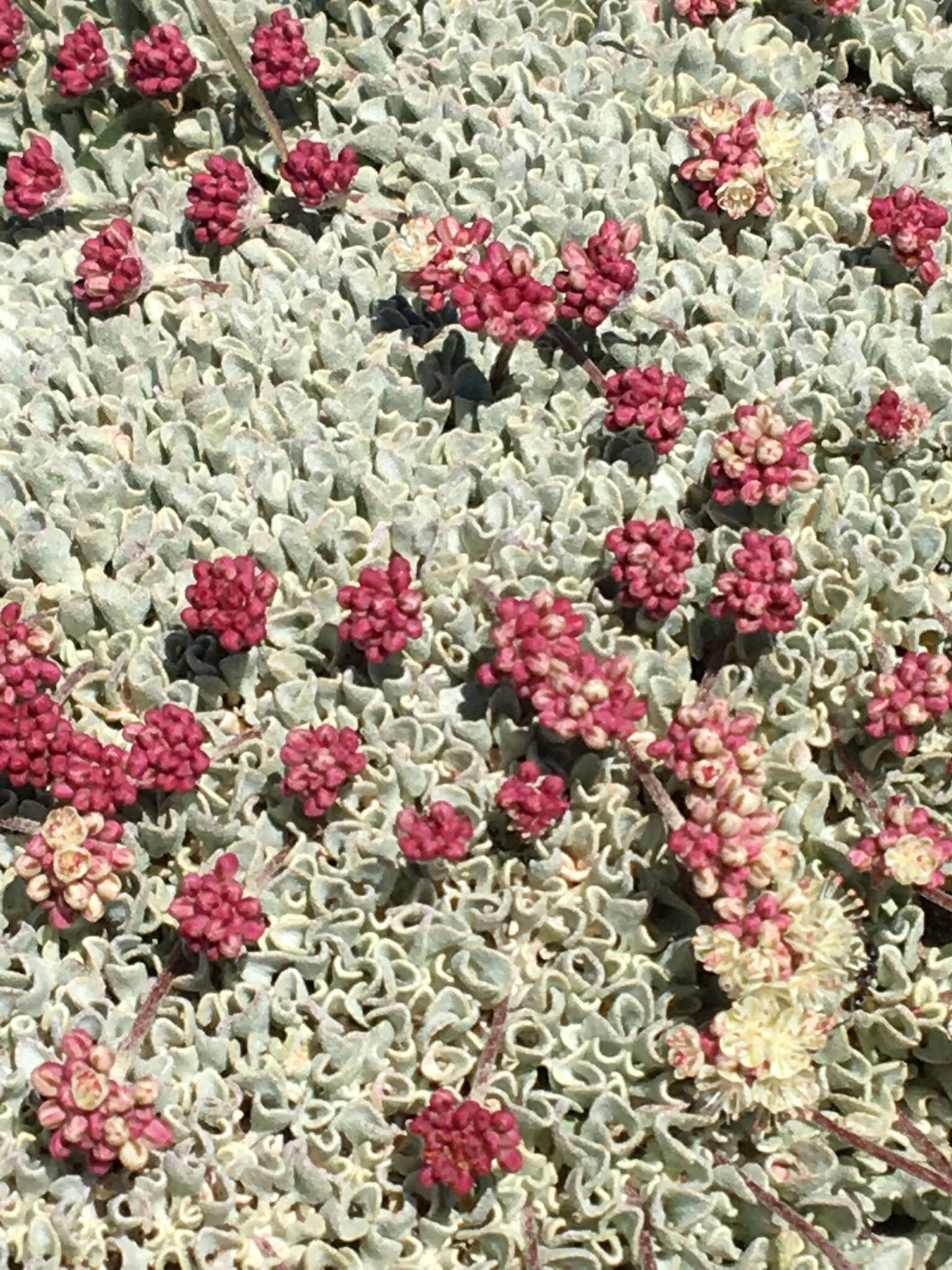 Imagem de Eriogonum ovalifolium var. nivale (Canby ex Coville) M. E. Jones