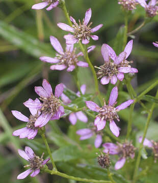 Imagem de Aster rugulosus Maxim.