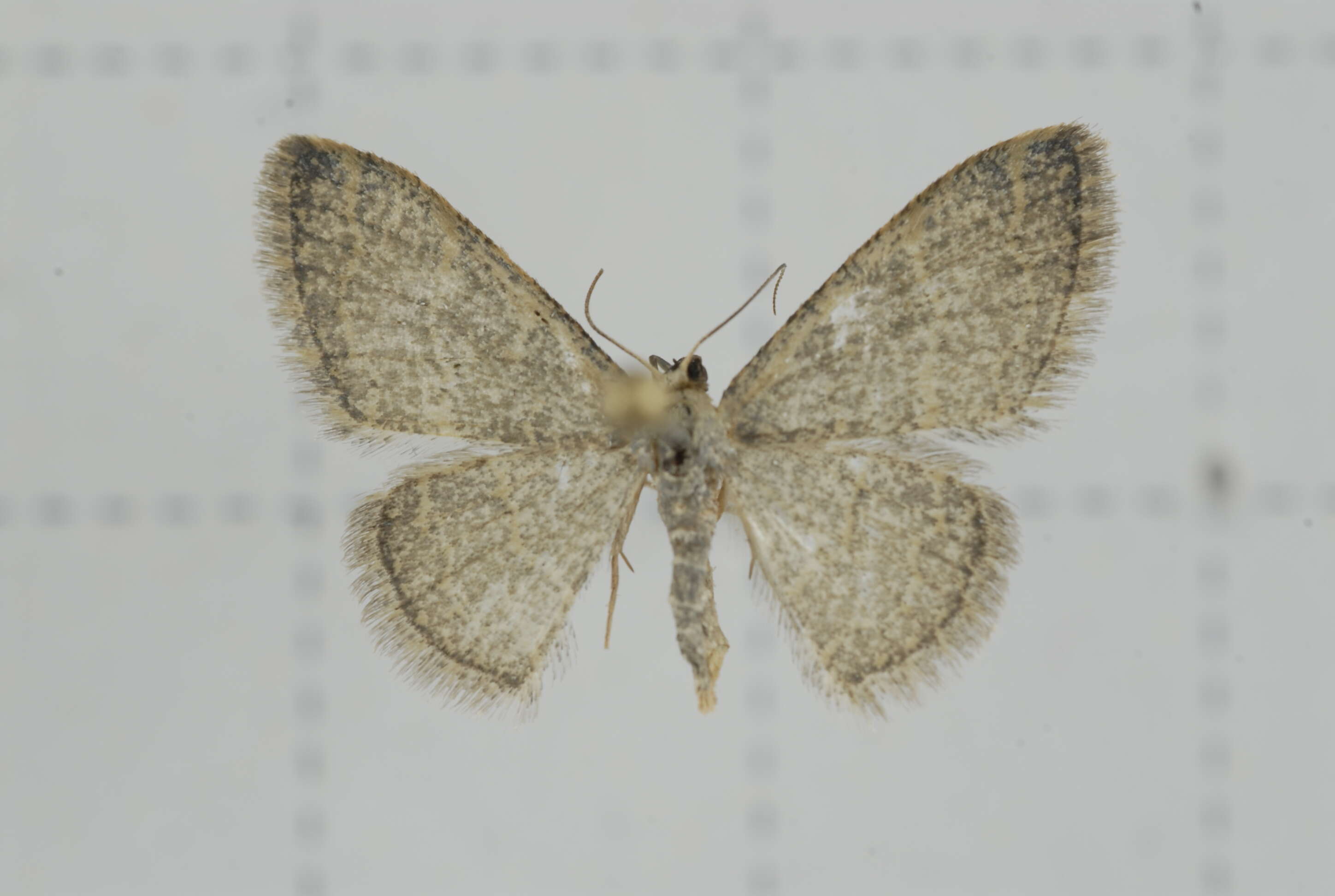 Image of Idaea costiguttata Warren 1896