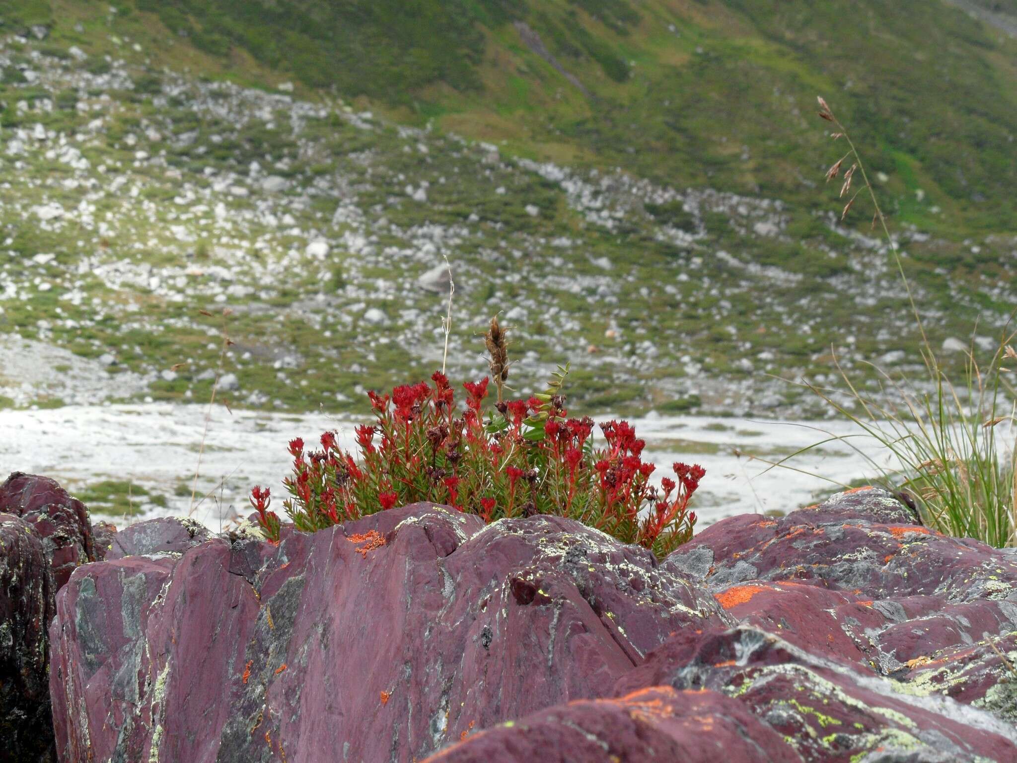 Image of Rhodiola quadrifida (Pallas) Fischer & Meyer