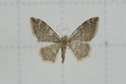 Image of Idaea costiguttata Warren 1896