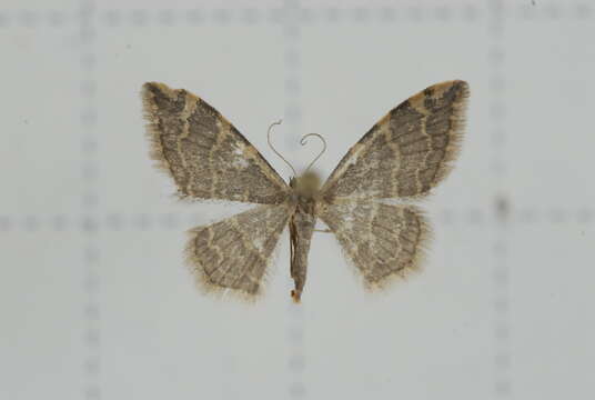 صورة Idaea costiguttata Warren 1896