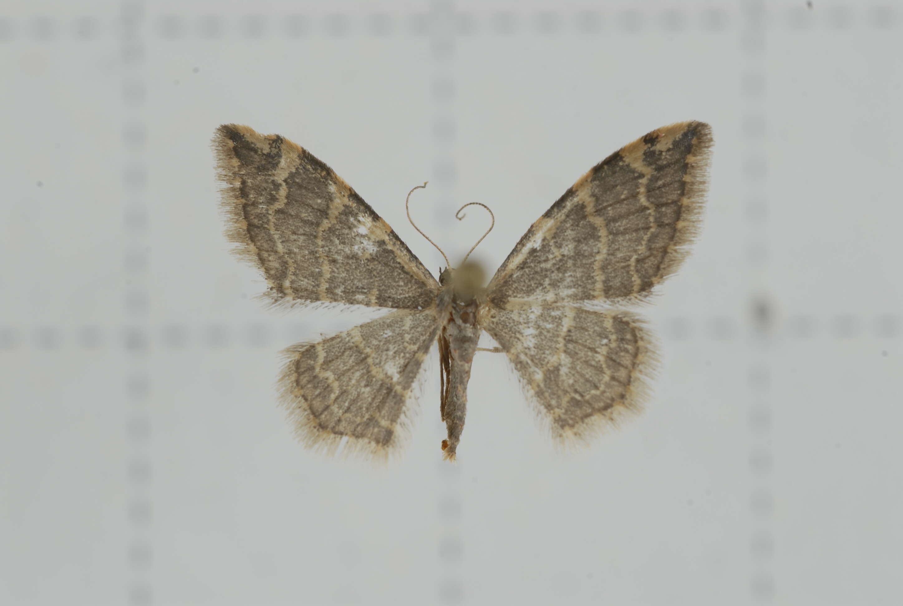 صورة Idaea costiguttata Warren 1896