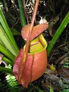 Image of Fanged pitcher plant