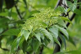 Image of Largeleaf Dogwood