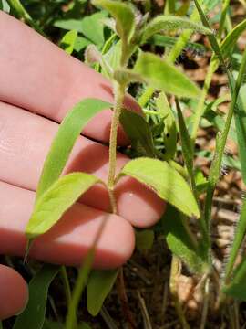 Image de Nelsia quadrangula (Engl.) Schinz