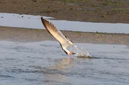 Image de Rynchops niger niger Linnaeus 1758