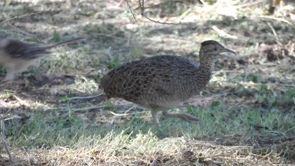 Image of Brushland Tinamou