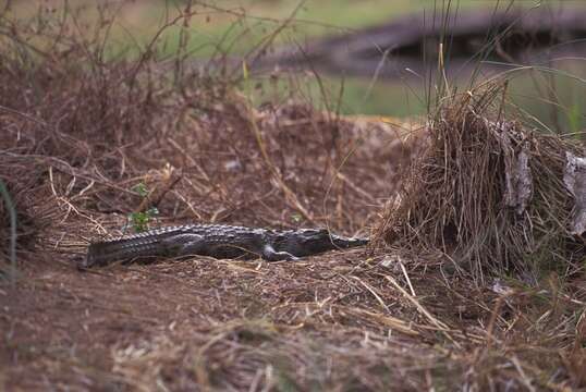 Crocodylus niloticus africanus Laurenti 1768 resmi