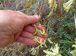 صورة Astragalus curvicarpus var. subglaber (Rydb.) Barneby