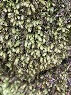 Image of aulacomnium moss