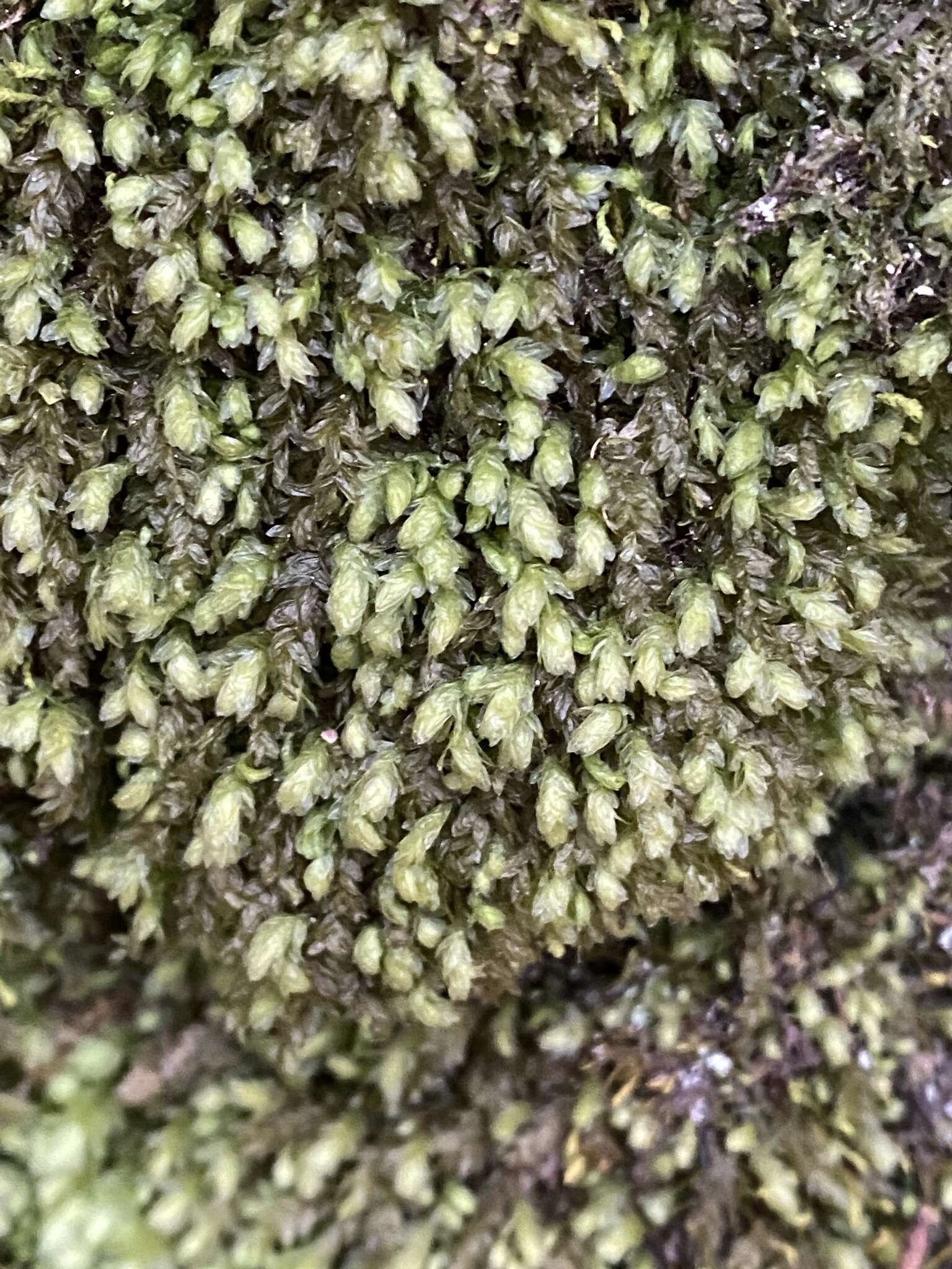 Image of aulacomnium moss