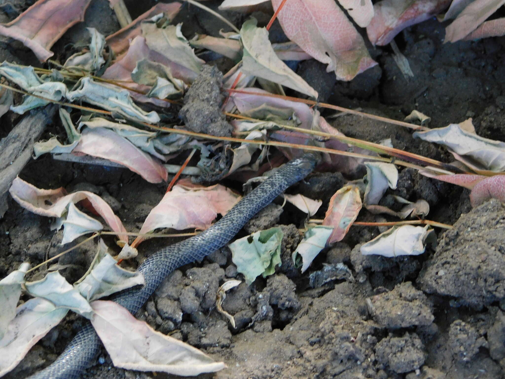 Image of Plumbeous or Reticulated Centipede Eater