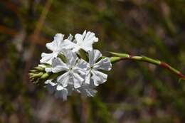 صورة Sphenotoma gracilis (R. Br.) Sweet