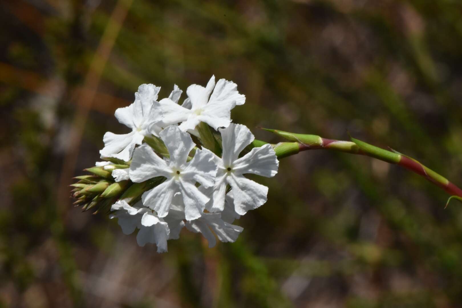 Image of Sphenotoma gracilis (R. Br.) Sweet