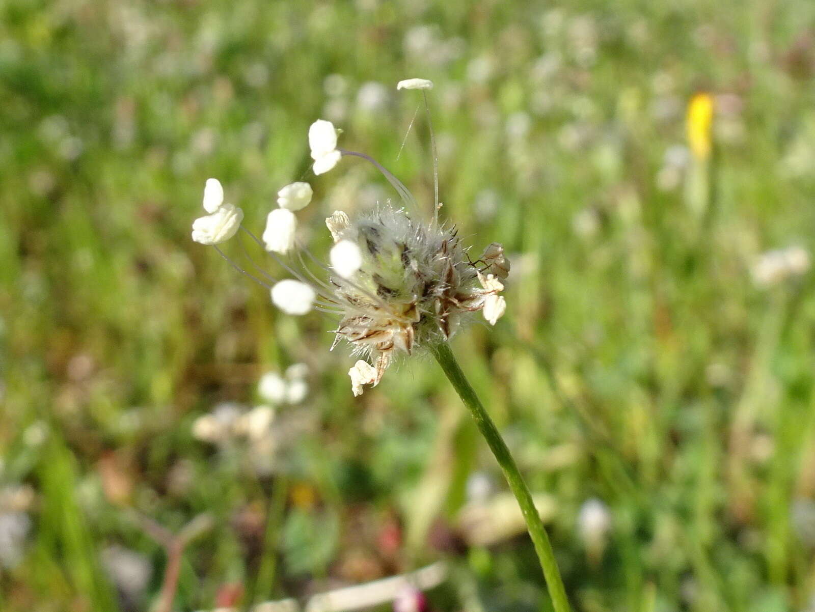 Plancia ëd Plantago lagopus L.