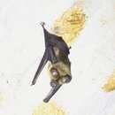 Image of Large Asian Leaf-nosed Bat