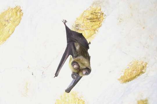 Image of Large Asian Leaf-nosed Bat