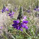 Image of Dalea pennellii var. pennellii