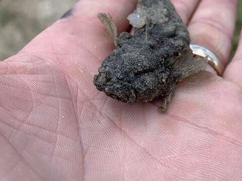 Image of Gulf Toadfish