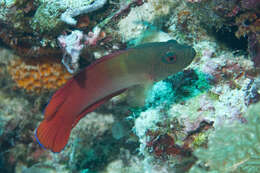 Image of Darkstriped dottyback