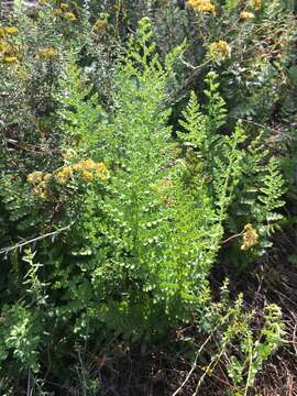 Image of Anemia caffrorum (L.) Christenh.