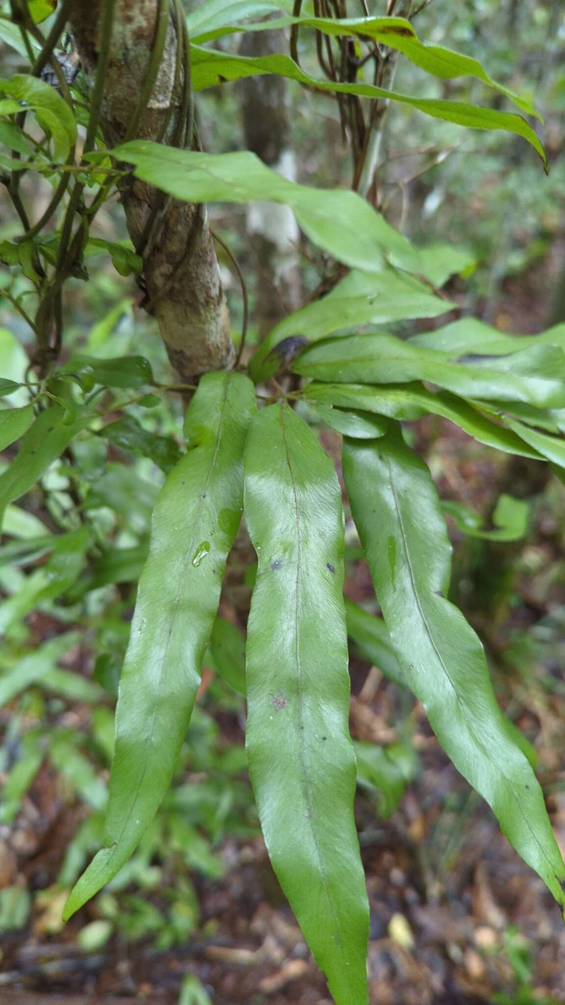 Image of Lygodium lanceolatum Desv.