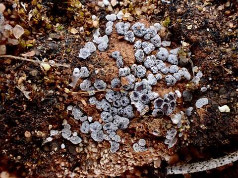 Acarospora nodulosa (Dufour) Hue resmi