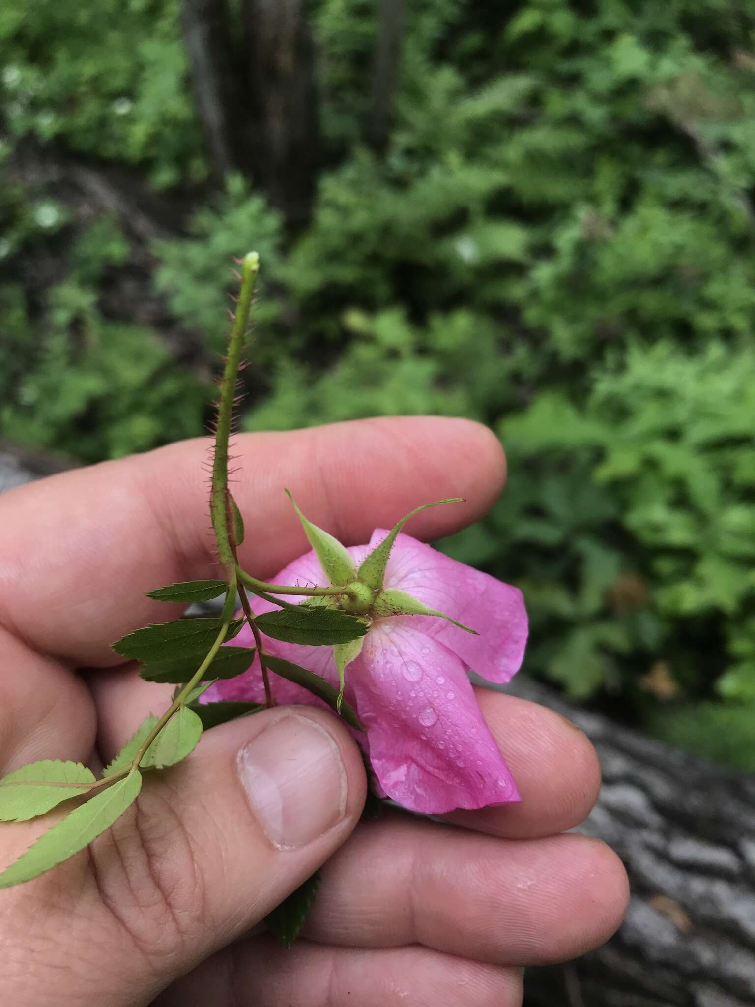 Image of shining rose